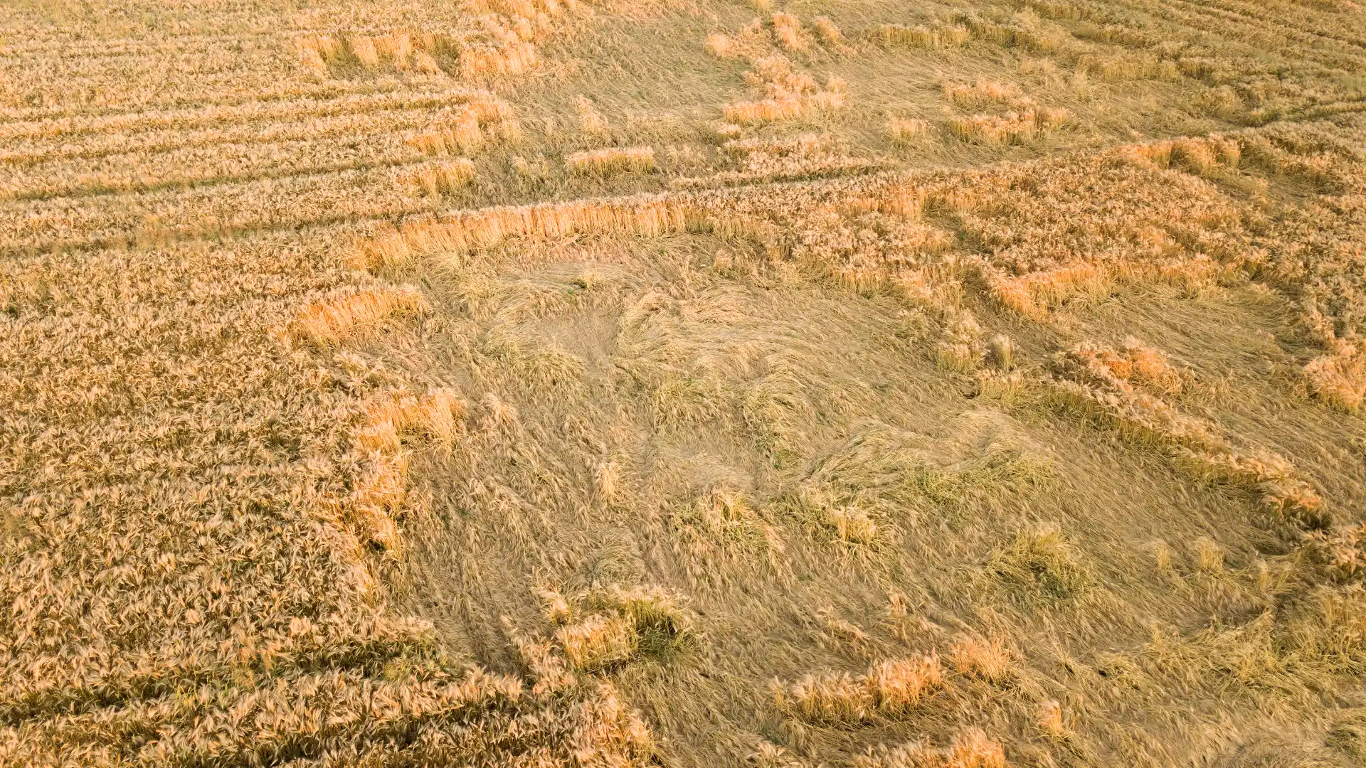 Flattened wheat in a harvested field revealing uneven crop performance